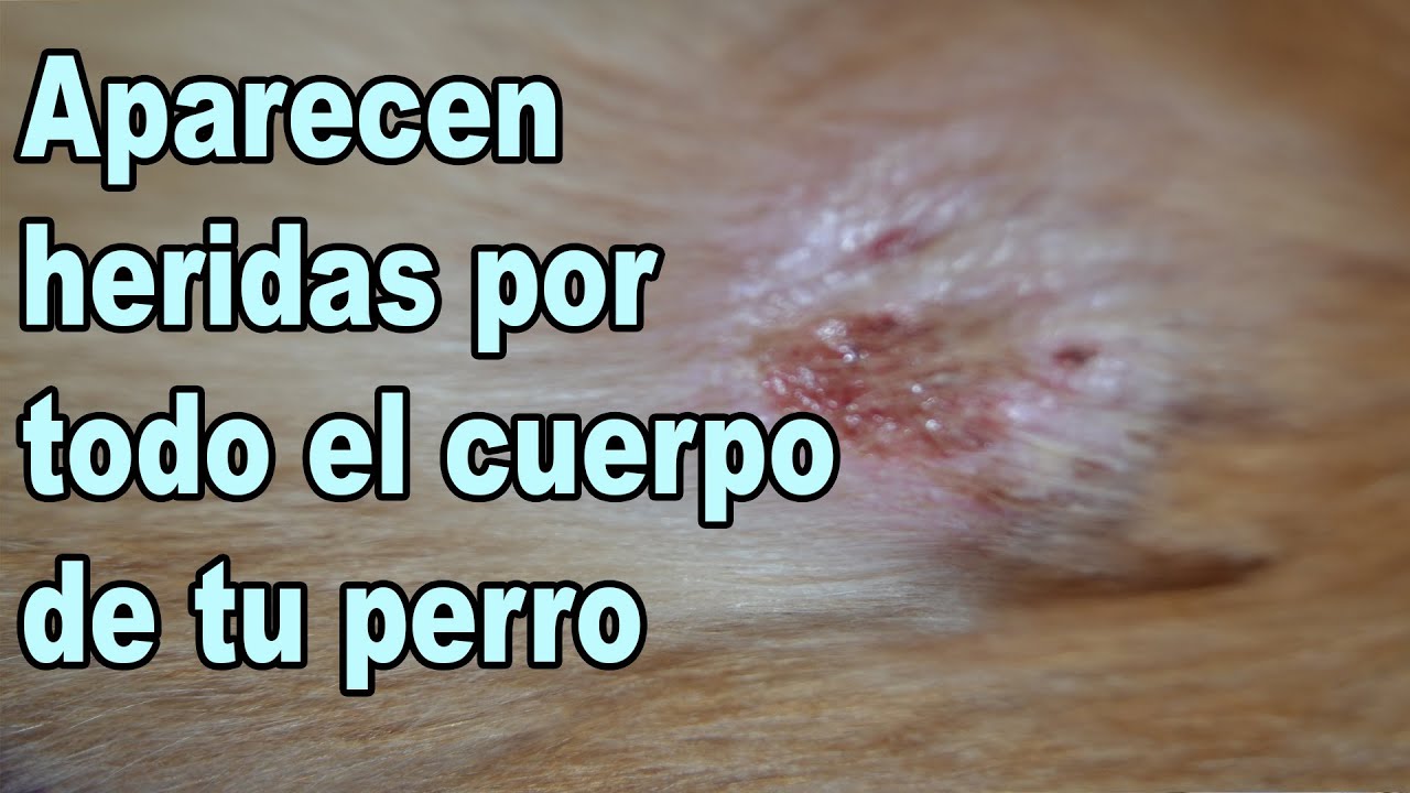 Foliculitis en Perros Heridas en la piel en perros