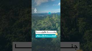 جزيرة بورنيو.. جنة ماليزيا المهددة بالزوال