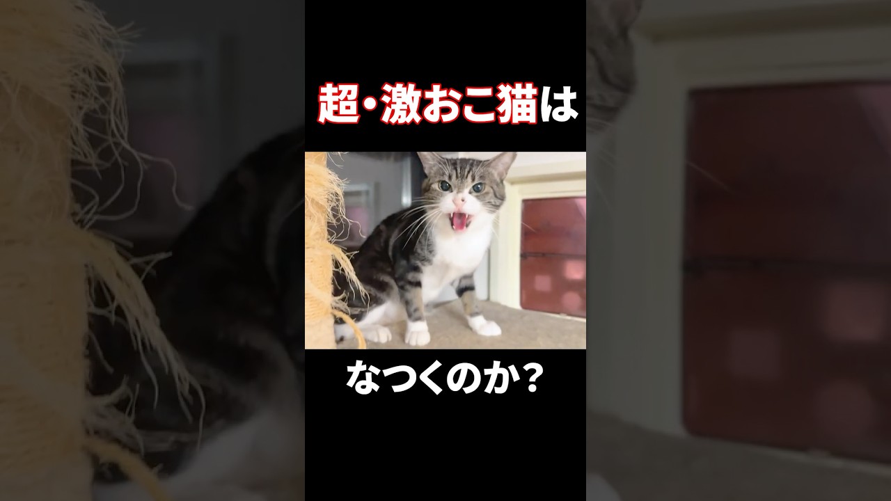 凶暴猫プンプンを救いたい…感動の316日間 #保護猫