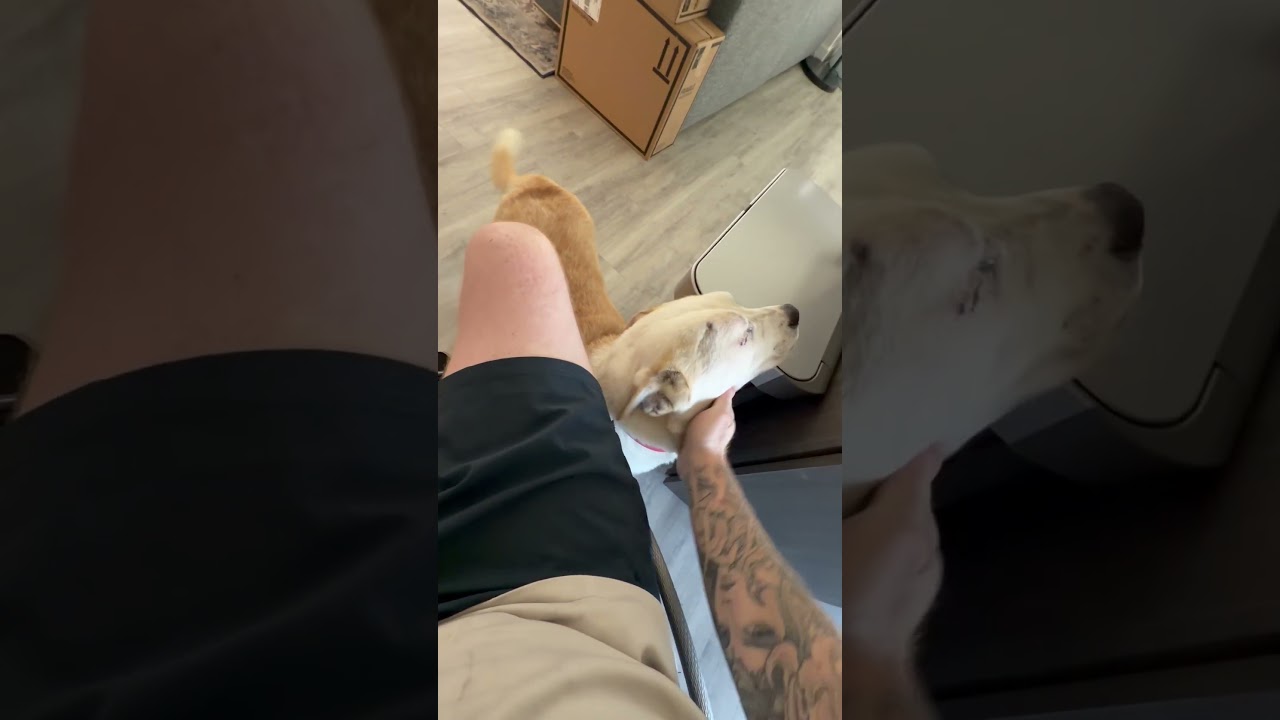 Enlarge TJ, a Adoptable Yellow Labrador Retriever in Sonoma, CA video 6/6