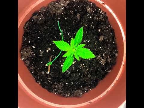 Auto- flower grow week 1-2