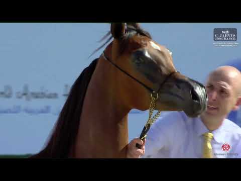 N 16 EL JENYA BHM   Abu Dhabi International AHC 2023   Yearling Fillies Class 1B