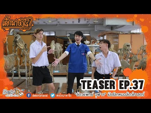 ผู้หญิงแกะ Excite กระเจี๊ยวขนาดใหญ่ในหนังโป๊สาวน้อยออนไลน์