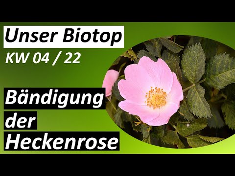 Die Bändigung der Heckenrose - #Biotop - KW 04 / 2022