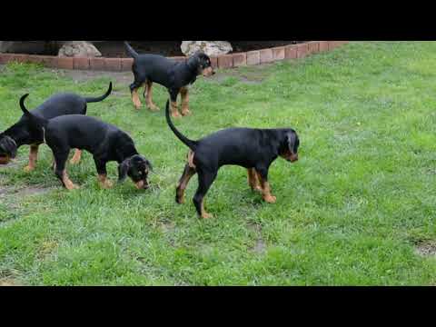 Transylvanian Hound puppy for sale