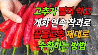 고추 추비 웃거름 주는 방법 고추 익는 약 다수확 재배법 끝물고추 수확시기와 방법