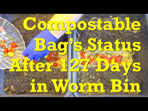 Check-in on compostable bag in one of the 'buddy' ENC worm bins - vermicompost