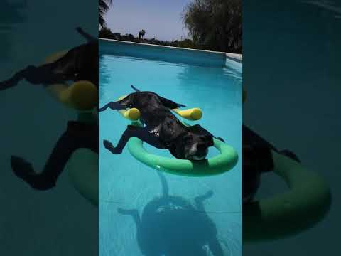 Hard life of retired greyhound Twiggy