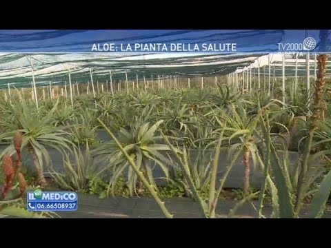 La ragione cerchi scuri sotto occhi a donne Dopo che la faccia che si solleva quanti il sonno tiene