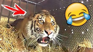 Я РЖАЛ ПОЛ ЧАСА | Приколы с Животными 2019 | Смешные Коты и Собаки