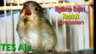 Download lagu BURUNG FLAMBOYAN GACOR NGEBREN RAPAT NYERECET  Cocok buat Pancingan agar Nyaut mp3