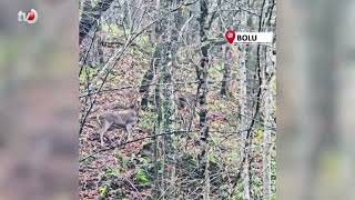 Yedigöllerde Ormanda Gezen Geyikler Kamerada