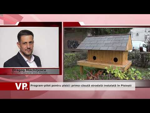 Program-pilot pentru pisici: prima căsuță stradală instalată în Ploiești