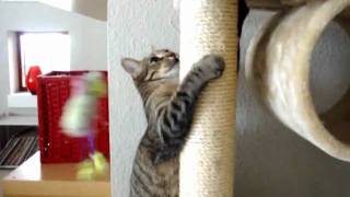 preview picture of video 'Cat playing with his favorit toy'