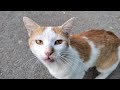 Poor Abandoned Hungry Cat Meowing Loudly
