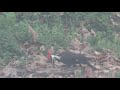 Pileated Woodpecker (Female) ft Love Peace Joy by 2nd Chapter of Acts