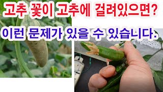 고추 꽃이 고추에 걸려있으면?(이런 문제가 있을 수 있습니다.(생리장해, 저온현상, 장마기현상, 고추 칼슘부…