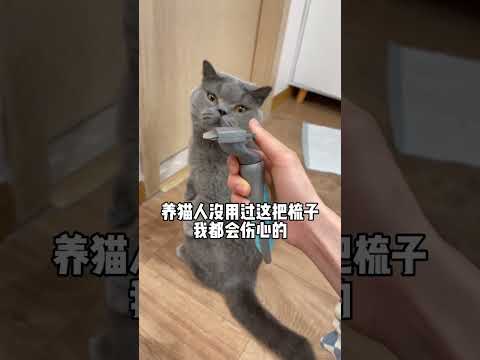 养猫人不买这个梳子我真的会伤心的，快艾特你养猫的姐妹#掉毛 #好物推荐