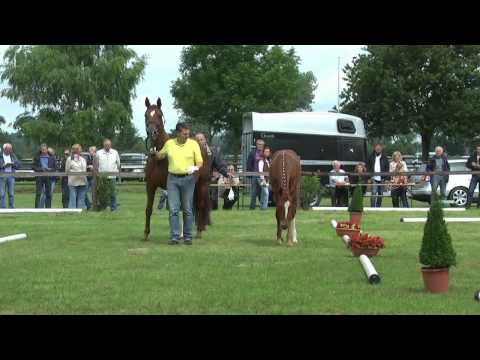 Sudweyher Fohlenschau 2014 - Kat.-Nr. 01