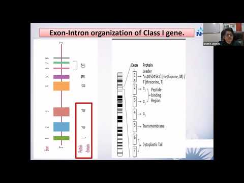 HLA and Transplantation | TRANSPLANT TRAILS-PART 1