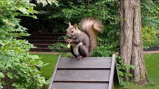 Download the video "ホテルでリスと朝食"