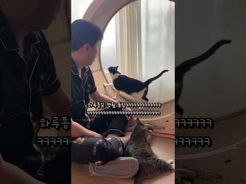 캣휠 중독 고양이