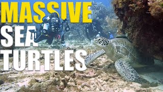 MASSIVE Green Sea Turtles & SWIMMING Moray Eels EVERYWHERE - Roatan Scuba Diving Adventure - Ep 106