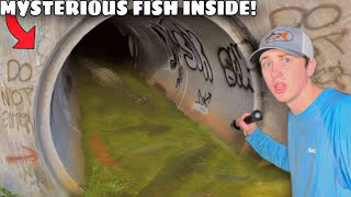 I Found a Hidden Tunnel INFESTED with Mysterious Fish!