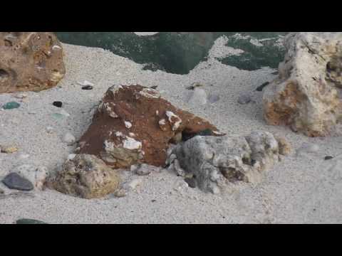 【砂浜のアーティスト】沖永良部島 和泊海岸 ヤドカリ 2016年06月24日 Beach Artist Harmit Crab