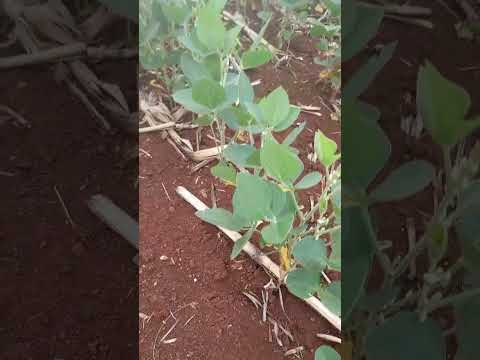 @região de itumbiara Goiás