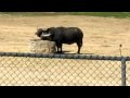 San Diego Zoo S Wild Animal Park 1