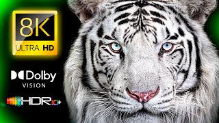 The Real 8K HDR 120FPS Dolby Vision (4K Video ULTRA HD) #8K