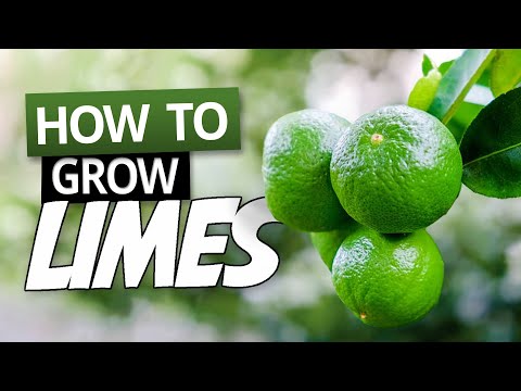 How To Grow Limes In A Pot - Growing Citrus in Containers