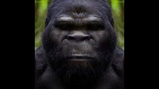 World Bigfoot Radio #39 ~ Bigfoot Blitzkrieg/Glagg saga #6/Kevin