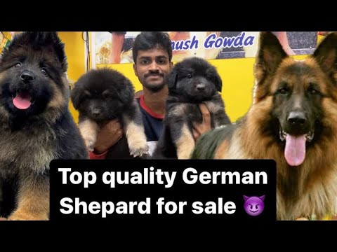 Top Quality German Shepard for sale in Banglore |Dhanush| 9353268076 #germanshepherd #dogs #banglore