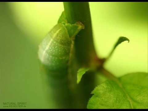 joris Delacroix   Symbiose