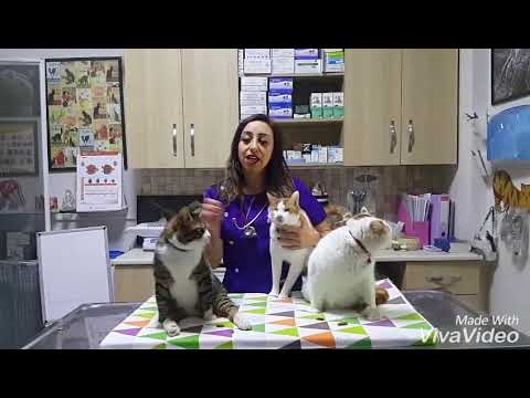 Blood transfusion in cats - cat blood donation