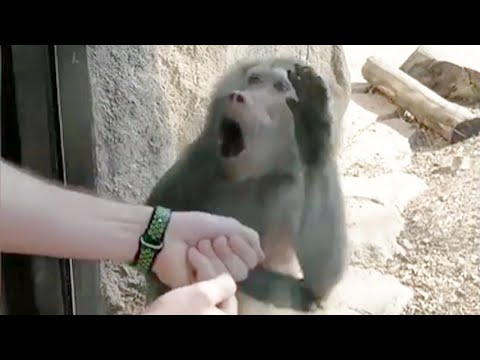 Monkeys Reaction to Magic 🤩- Funny Monkey Videos [Funny Pets]