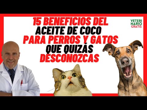 Benefits of Extra Virgin Coconut Oil for Dogs and Cats 🟢 on Skin with Scabies and Antiparasitic