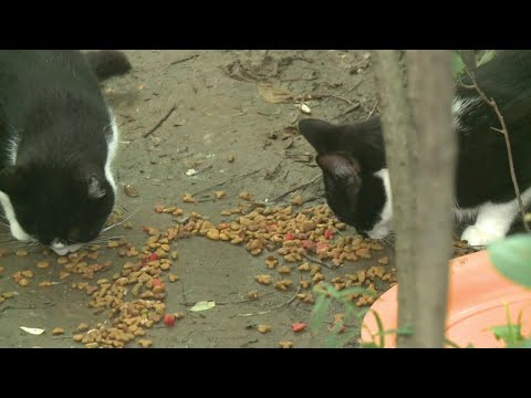 How to help stray cats in your area this winter