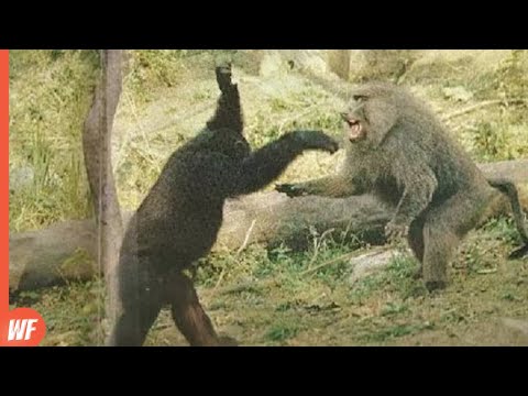When Baboon Facing Chimpanzee..It Died !