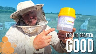 Alcohol Wash to Detect Varroa Mites: Sacrificing Bees for the Greater Good | The Bush Bee Man