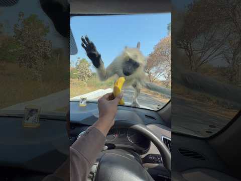 Funny Monkey Trying to catch Banana from car 😂 #shorts #funnyanimals #monkey #viral