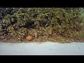 1970s Sesame St Film Clip Feat Late Jos Joe Raposo Dribbing Basketball Up Down Steps