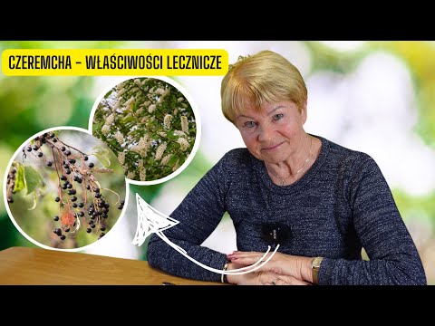Czeremcha – właściwości lecznicze (odporność i witamina C w jednym owocu)