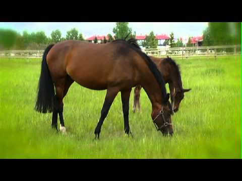 CN/Sun Media Name the Foal