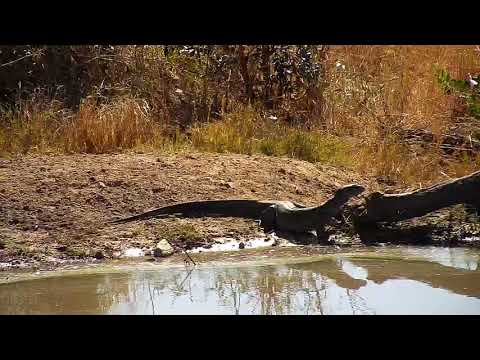 Djuma: Water Monitor Lizard adult - 07/02/19