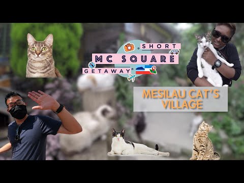 MESILAU CAT'S VILLAGE , Cat Village Kundasang , Sabah , A Cats Heaven ,  【Short Getaway SABAH EP4】