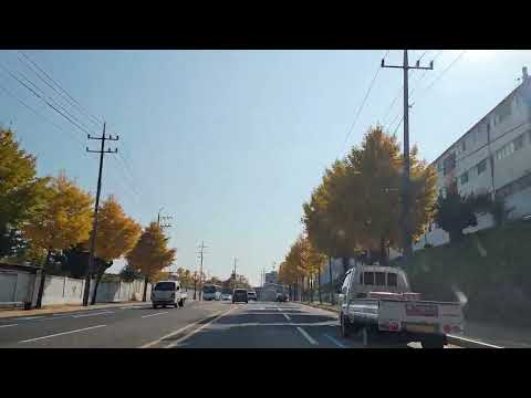 Coreia do Sul (Gyeongsangbuk-do) [Cidade de Andong] Ginkgo-ro_1