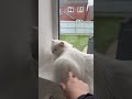 A Very Calm Reaction From Donut I Was Just Letting Him Know It S Dinner Time ‍ ️ Cat Scream